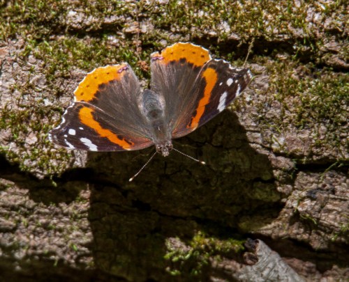 Red Admiral