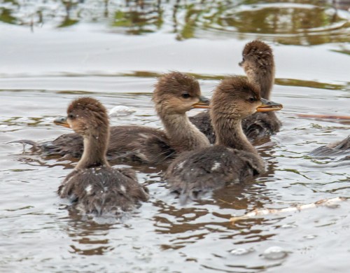 hooded merganser ducklings