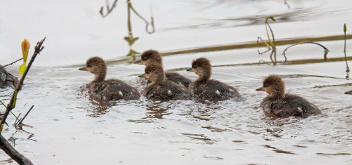 Hooded Merganser ducklings