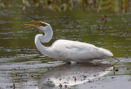 Great Egret
