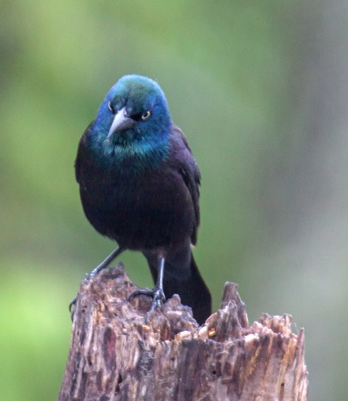 Common Grackle