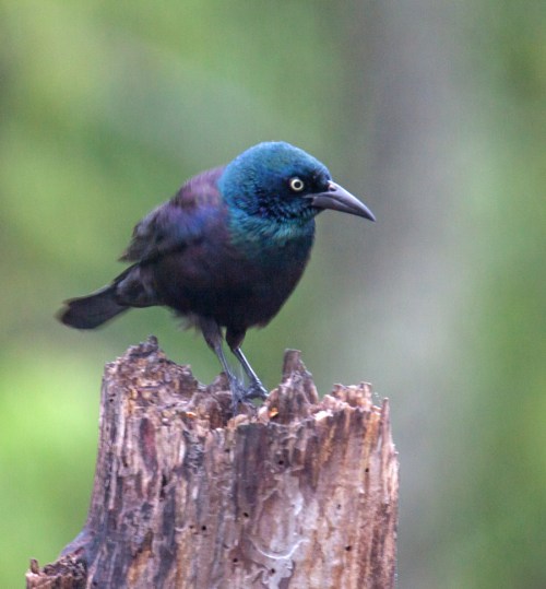 Common Grackle