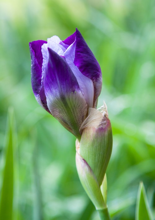 purple iris