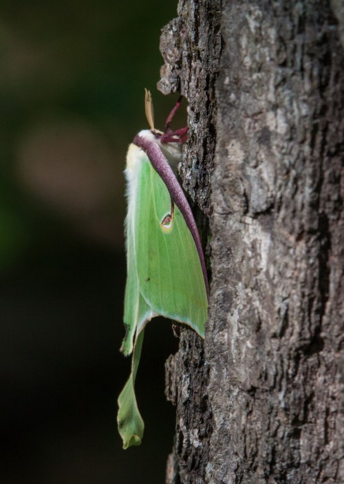Luna Moth