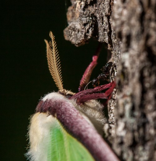Luna Moth