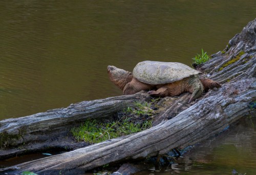 snapping turtle