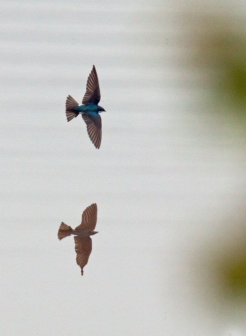 Tree Swallow