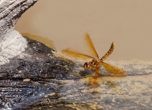 Eastern Amberwing