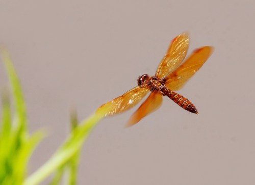 Eastern Amberwing