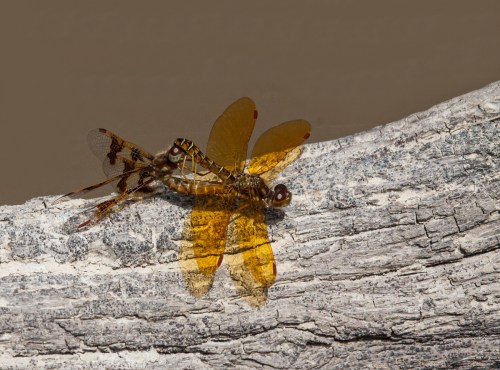 Eastern Amberwing