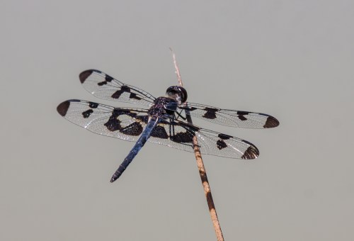 Banded Pennant