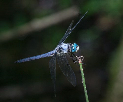 Great Blue Skimmer