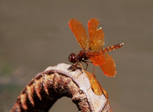 Eastern Amberwing