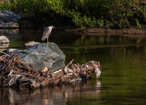Black-crowned Night Heron