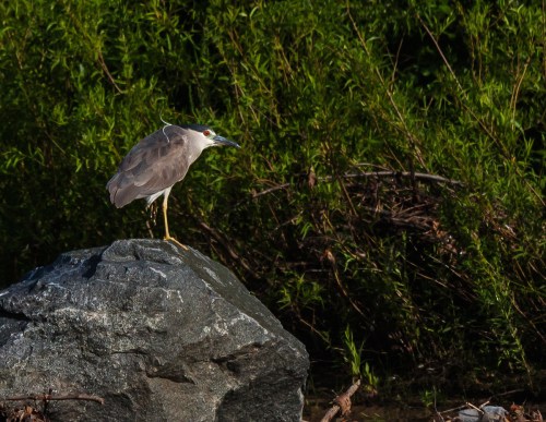 Black-crowned Night Heron