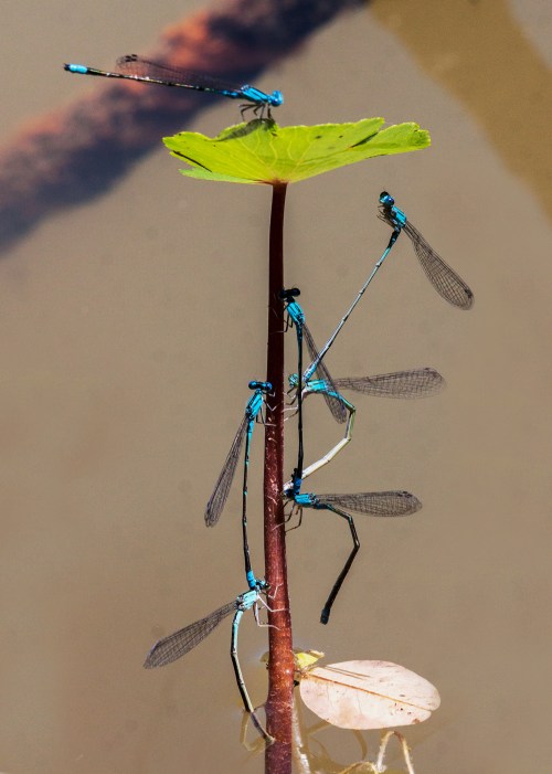 damselflies