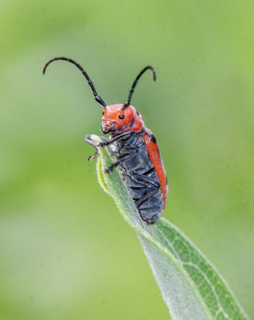 Red Milkweed Beetle