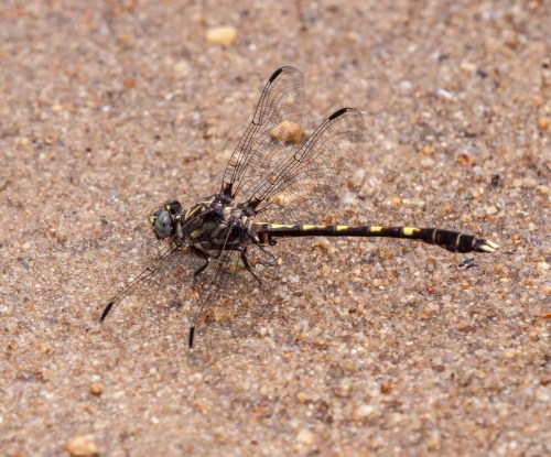 Common Sanddragon
