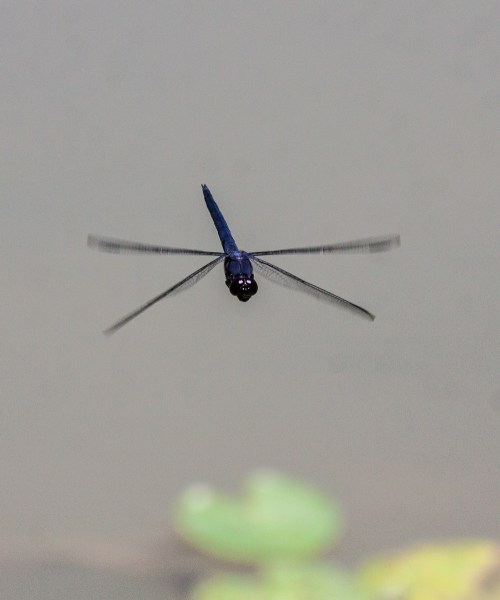 Slaty Skimmer