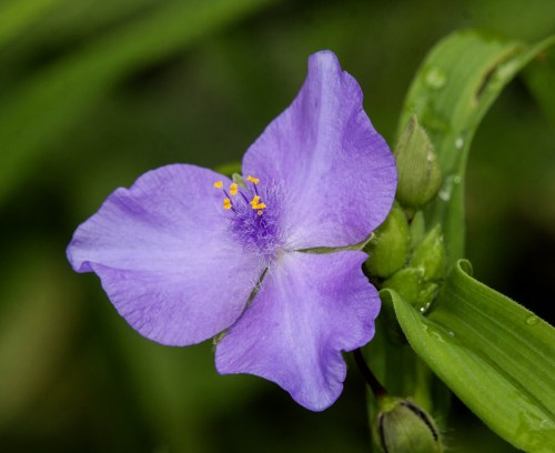 spiderwort