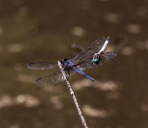 Coming in for the attack