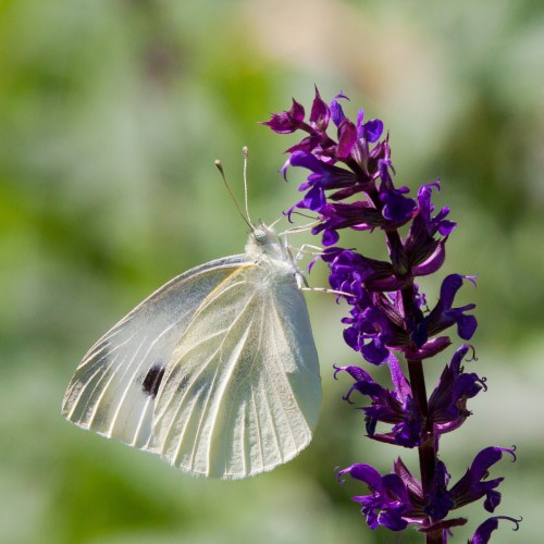 Cabbage White