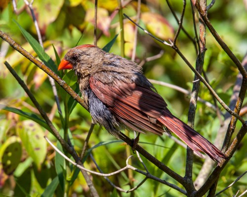 Northern Cardinal