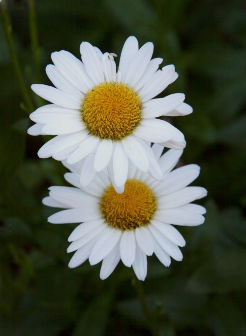 Shasta Daisy