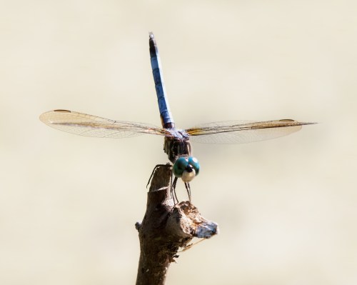 Blue Dasher
