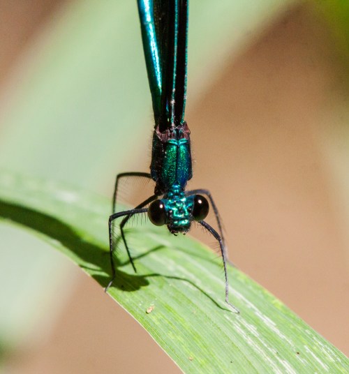 Ebony Jewelwing