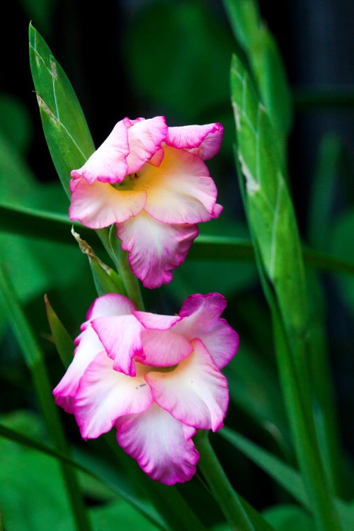 gladiolas
