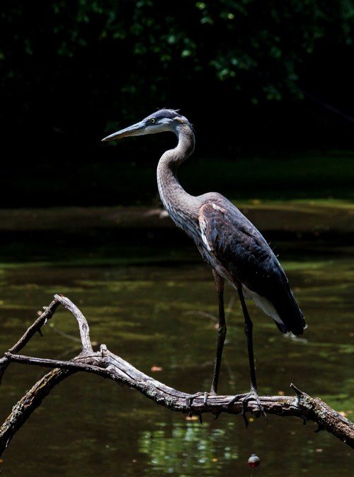 Great Blue Heron