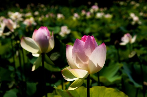 Kenilworth Park and Aquatic Gardens