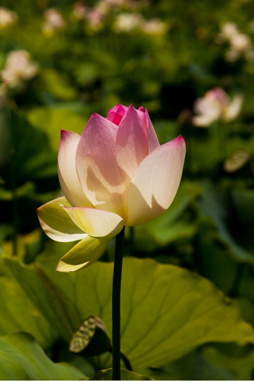 Kenilworth Park and Aquatic Gardens