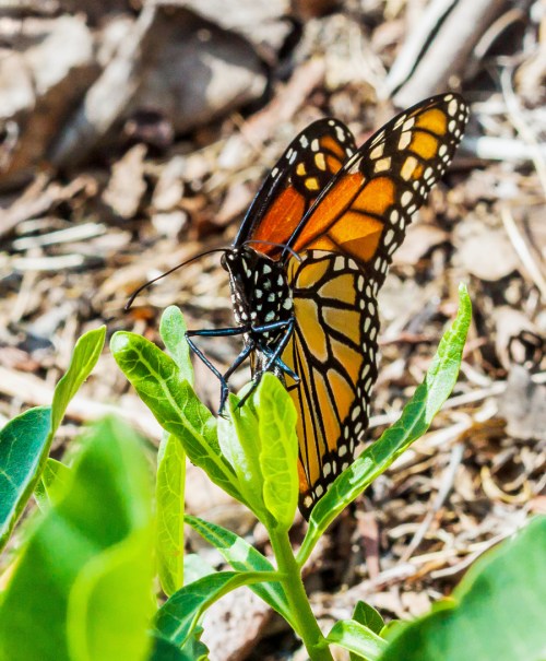 Monarch butterfly