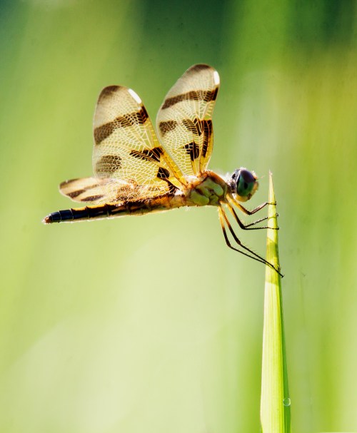 Halloween Pennant