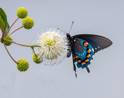 Pipevine Swallowtail