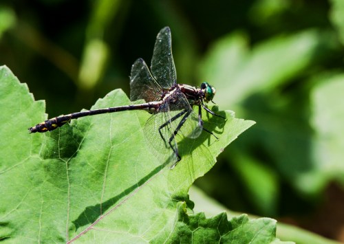Black-shouldered Spinyleg