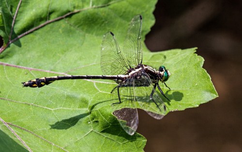 Black-shouldered Spinyleg