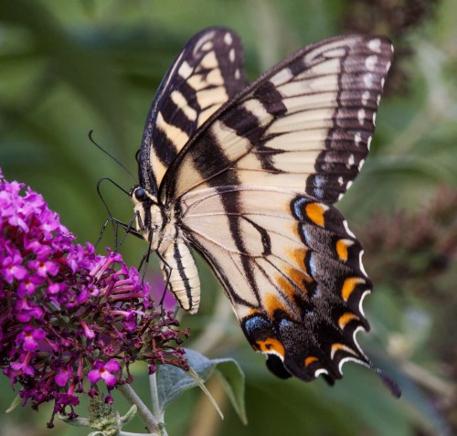 Eastern Tiger Swallowtail