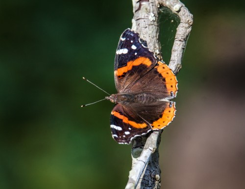 Red Admiral