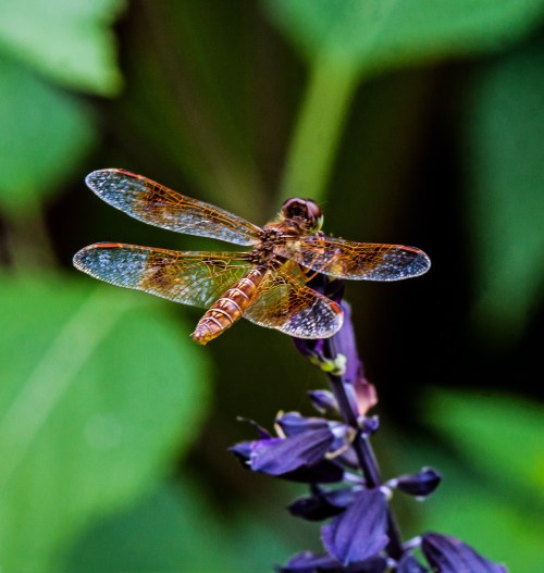 Eastern Amberwing