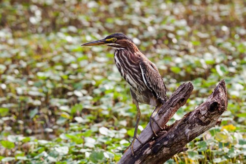 Green Heron