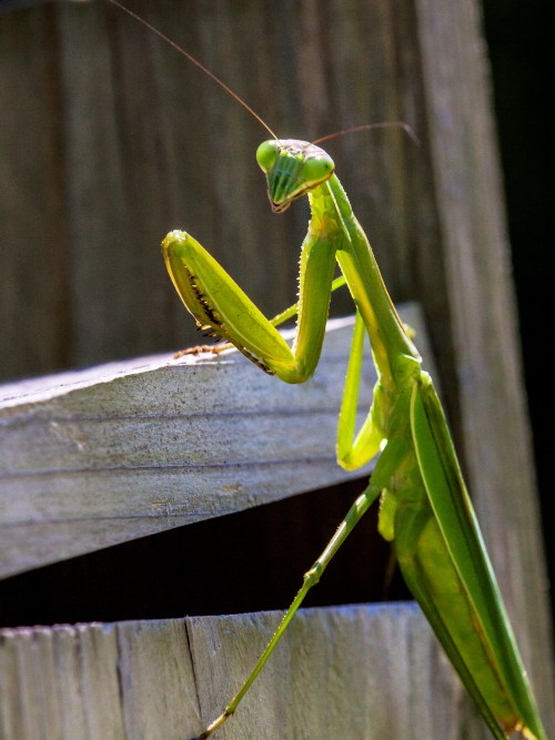 Praying Mantis