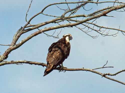 Osprey