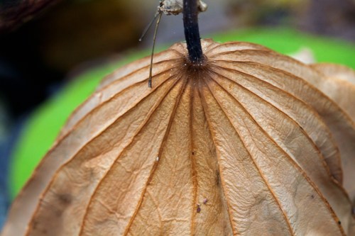 lotus leaf