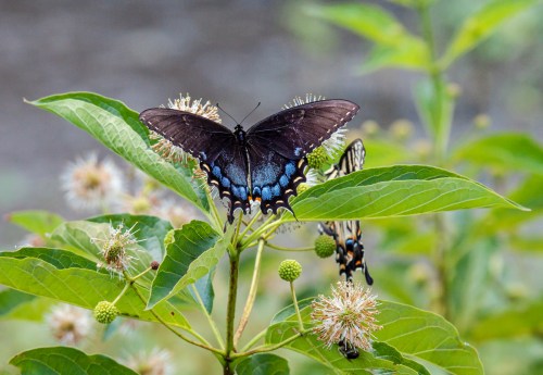 Eastern Tiger Swallowtail
