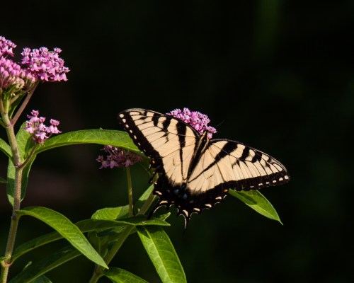 Eastern Tiger Swallowtail