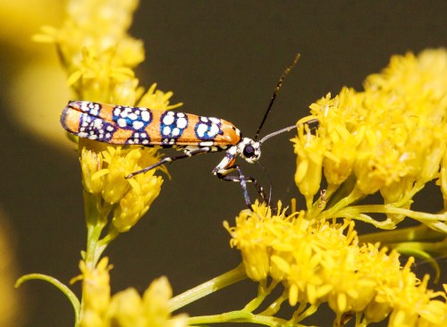 Ailanthus Webworm moth