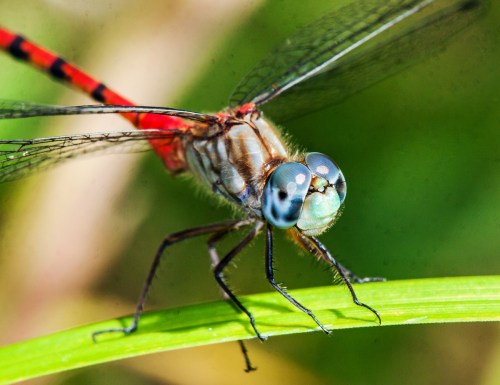 Blue-faced Meadowhawk